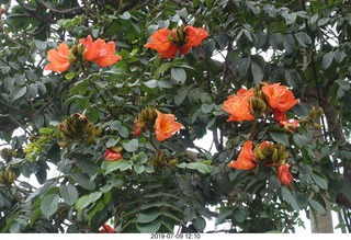 91 a0f. Peru - Lima - beach walk  - orange flowers