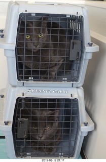 cats at the vet - Devin and Jane