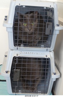 my linn-loci with my cat Devin on top