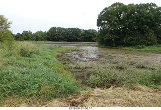 Minnesota - Afton run - swamp