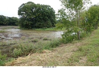 Minnesota - Afton run - swamp
