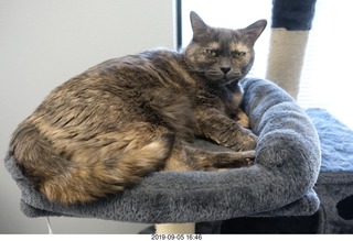 Dr. Krista Gibson's cat Kendra