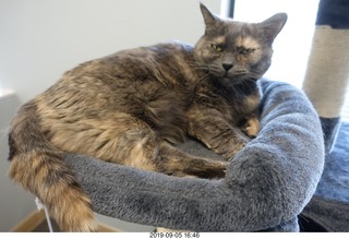 my cat Maria's last day - Dr. Krista Gibson