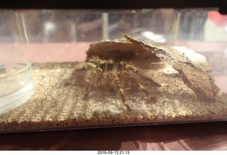 Mesa Arts Center - spider