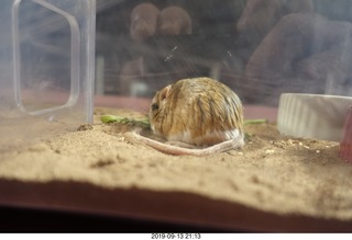 Mesa Arts Center - spider