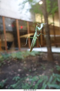 Philadelphia - Barnes Museum - praying mantis