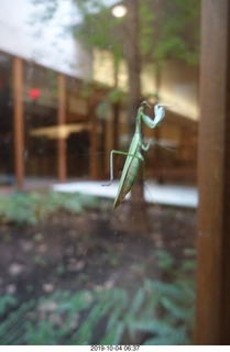 Philadelphia - Barnes Museum - praying mantis