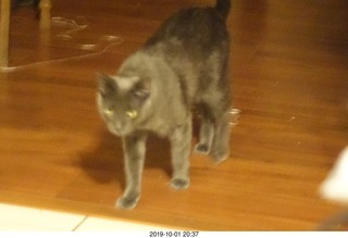 my linn-loci with my cat Devin on top