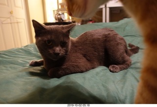 my linn-loci with my cat Devin on top