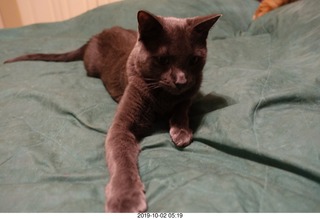 cats going to the vet - Devin and Jane