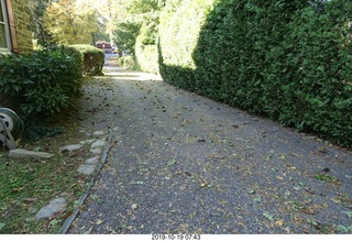 pine cones in the driveway