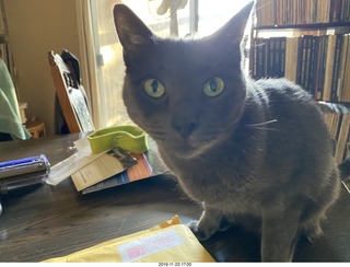 calendar package + my cat Devin