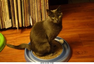 my cats Max, Devin, and Jane