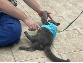 my vet Dr. Krista Gibson + my kitten