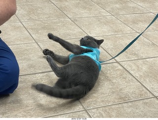 my vet Dr. Krista Gibson's new Corvette