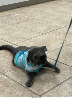 Kierland Animal Clinic - Krista Gibson - open house