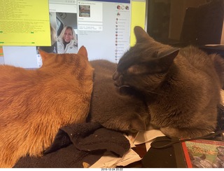 738 a0l. my cats Max, Devin, and Jane