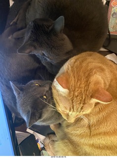 764 a0l. my cats Max, Devin, and Jane