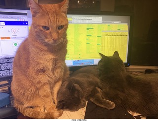 782 a0l. my cats Max, Devin, and Jane