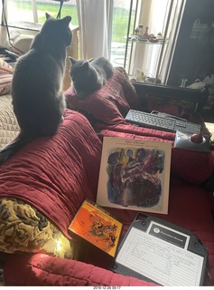 my cats Max, Devin, and Jane