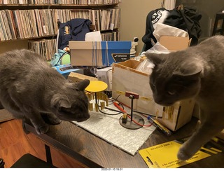 my cats Max, Devin, and Jane