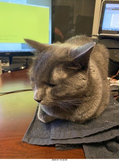 my cats Max, Devin, and Jane