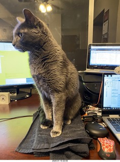 Philip E. Rosenberg calendar + my cats Devin and Jane