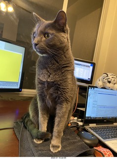 Philip E. Rosenberg calendar + my cats Devin and Jane