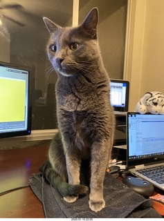 Philip E. Rosenberg calendar + my cats Devin and Jane