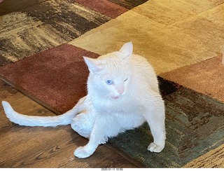 Flagstaff Airport car show - Delorean