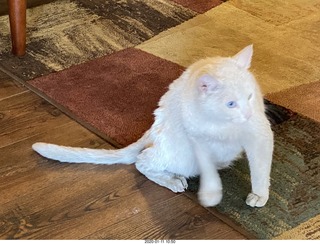 Flagstaff Airport (FLG) cat Stealth