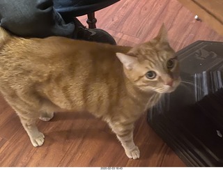 797 a0n. Quad ESL repair - replacing the EHT power supply + my cat Max