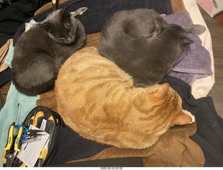 801 a0n. my three cats Max, Devin and Jane