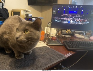 Scottsdale Philharmonic concert with my cat Devin