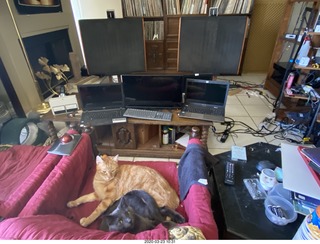 my three-cat fleshpile on my hifi chair