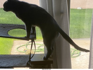 my cat Jane in the window