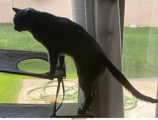 my cat Jane in the window