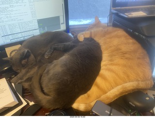 my three-cat fleshpile on my desk