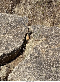 Gila monster on Pinnacle Peak trail
