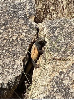 Jerome's aerial picture - Safford prison
