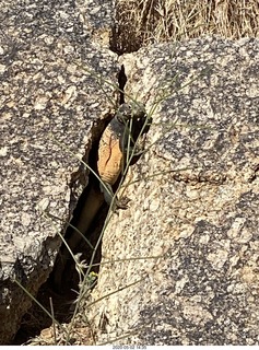 Gila monster on Pinnacle Peak trail