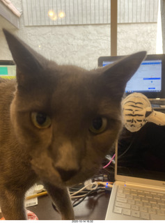 close-up of my cat Jane