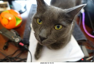 my cats Devin and Max