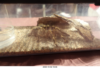 low-cal diet cakes at the snack shop