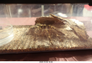 Mesa Art Center - spider