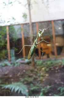 Art Museum in Philadelphia - prayin mantis