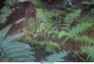 Art Museum in Philadelphia - prayin mantis