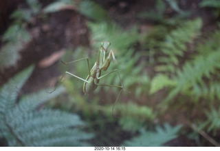 Art Museum in Philadelphia - prayin mantis