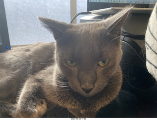 Scottsdale Philharmonic concert with my cat Devin