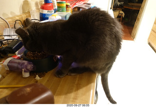 I covered my drinking-water faucet so my cat Devin won't drink it